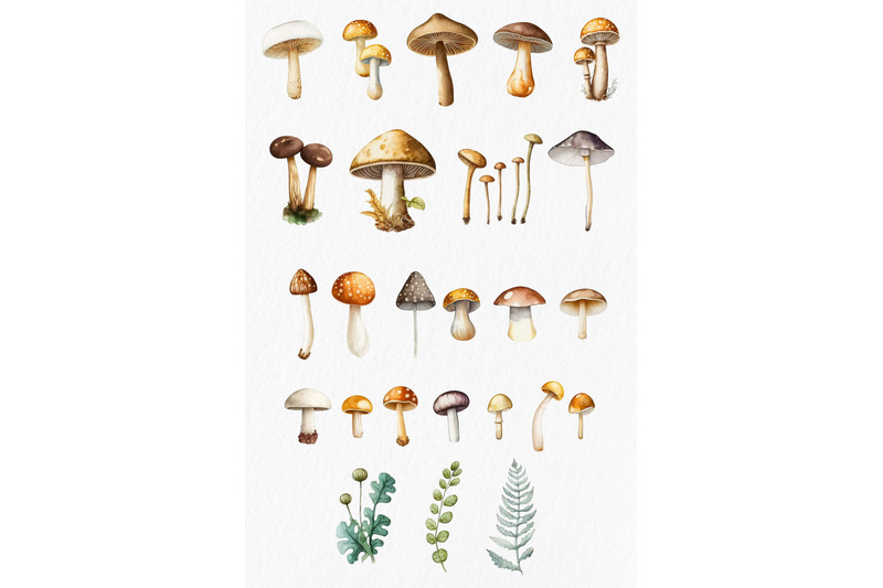 mushrooms-watercolor-clipart-png