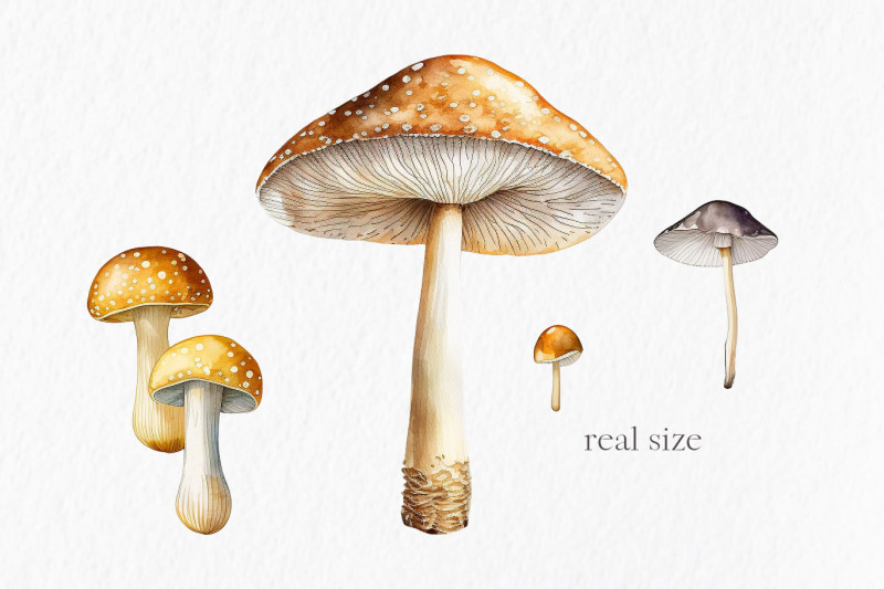 mushrooms-watercolor-clipart-png
