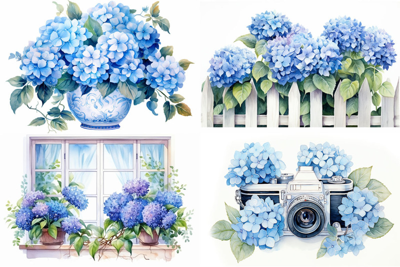 blue-hydrangea