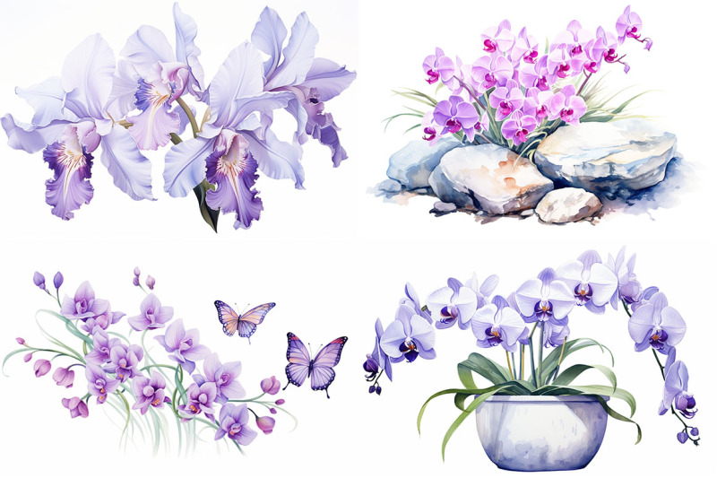 orchid-floral