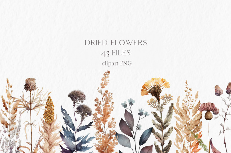 dry-flowers-watercolor-clipart-png