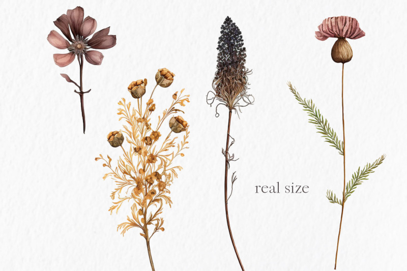 dry-flowers-watercolor-clipart-png