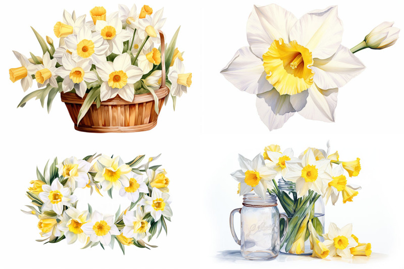 daffodil-floral