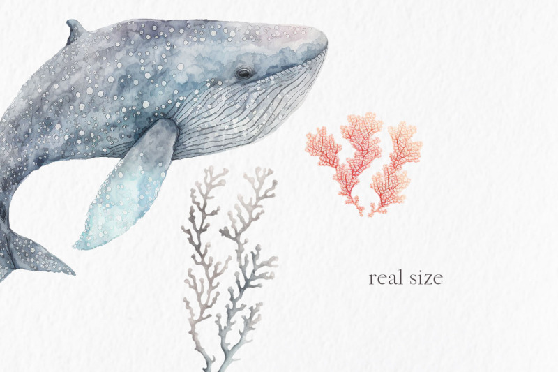 whales-watercolor-clipart-png