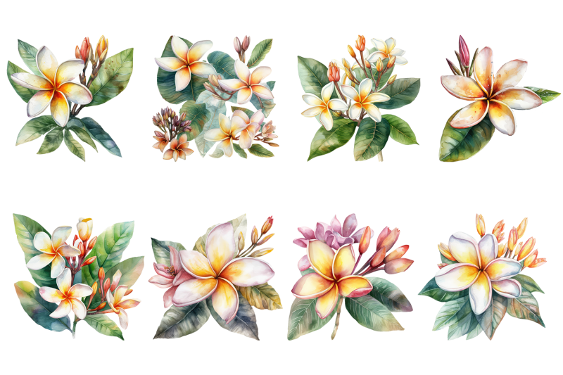 white-plumeria-flowers-watercolor-clipart