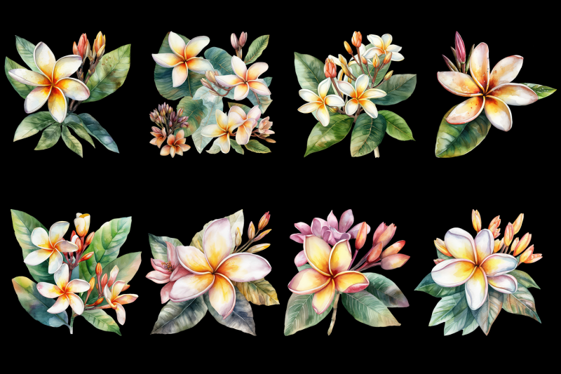 white-plumeria-flowers-watercolor-clipart