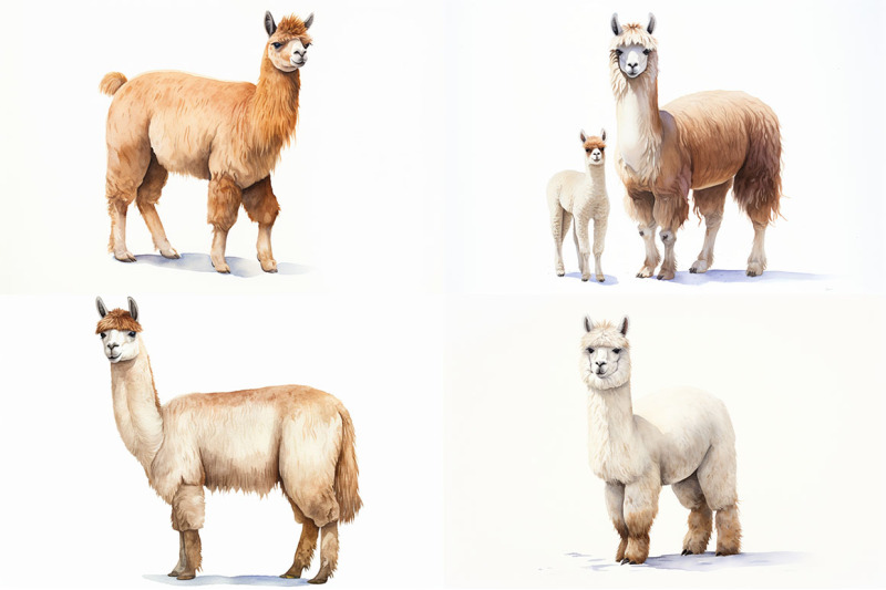 llamas-and-alpacas