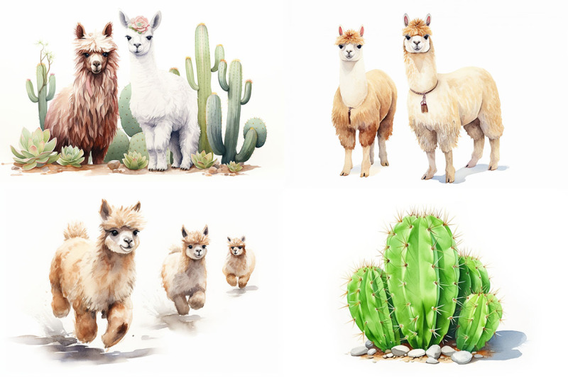 llamas-and-alpacas