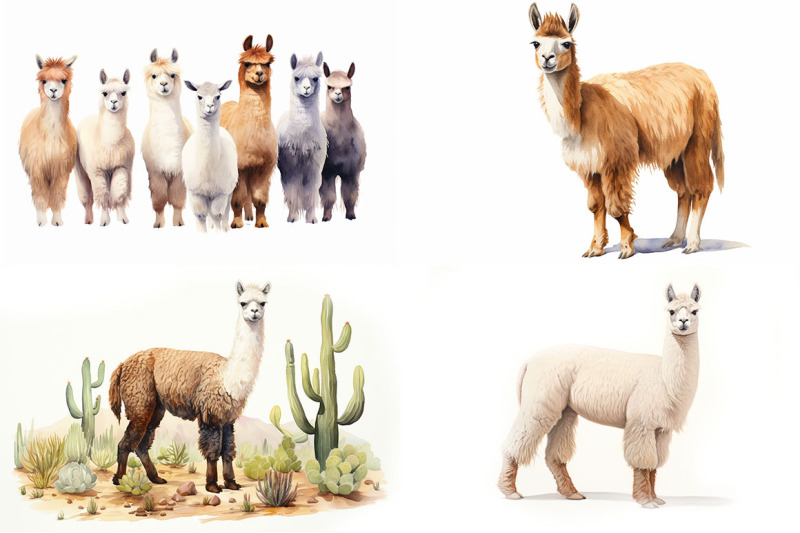 llamas-and-alpacas