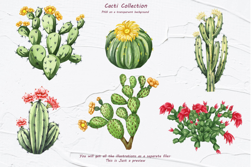 cactus-watercolor-clipart-succulent-png