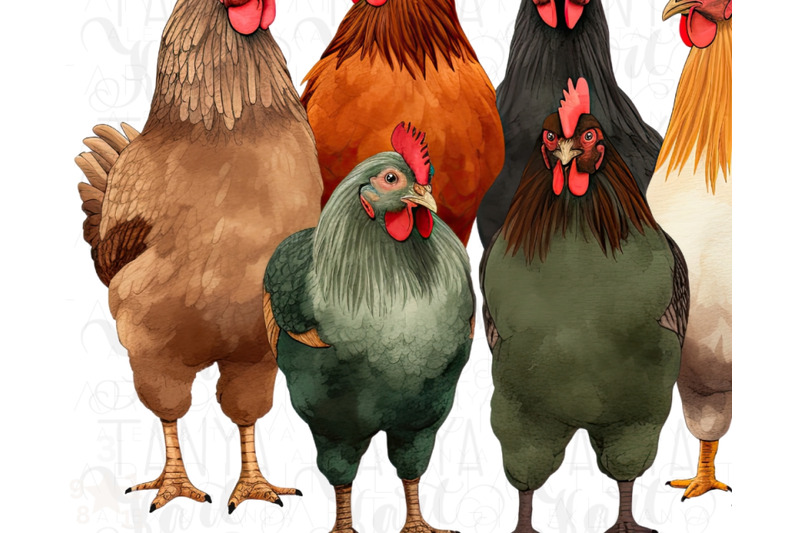 chicken-graphic-digital-downloads-sublimation-print-for-chicken-lover