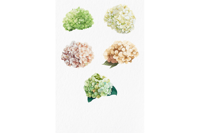 white-amp-green-hydrangea-flower-watercolor-clipart-png