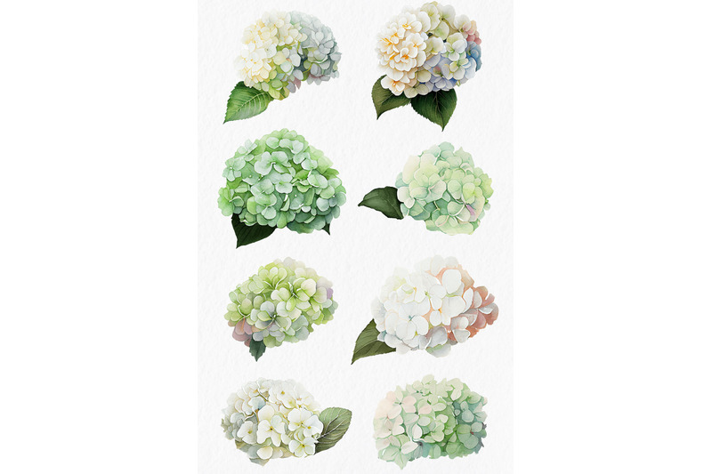 white-amp-green-hydrangea-flower-watercolor-clipart-png