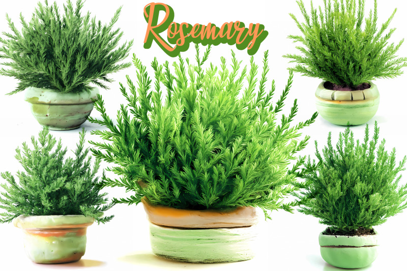 green-rosemary-printable-for-sublimation