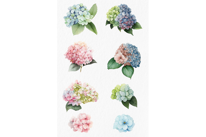 pink-amp-blue-hydrangea-flower-watercolor-clipart-png