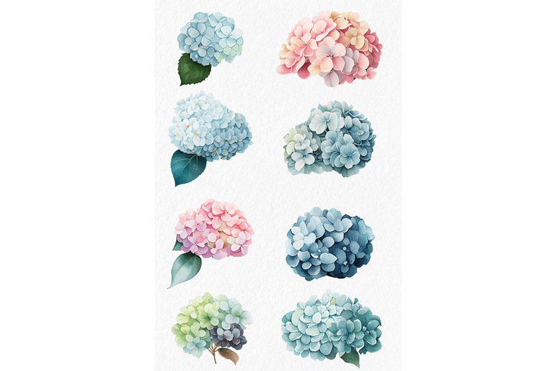 pink-amp-blue-hydrangea-flower-watercolor-clipart-png