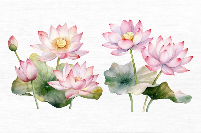 lotus-flowers-watercolor-sublimation