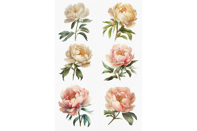 champagne-peonies-flowers-watercolor-clipart-png
