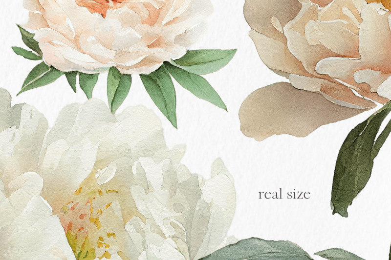 champagne-peonies-flowers-watercolor-clipart-png