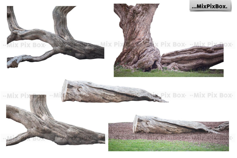 old-tree-trunk-photo-overlays
