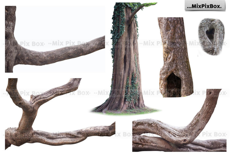 old-tree-trunk-photo-overlays