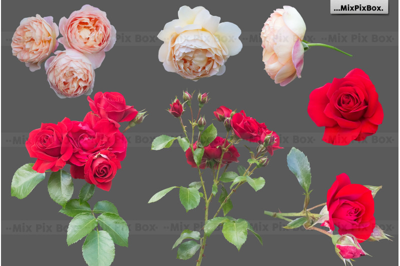 roses-photo-overlays