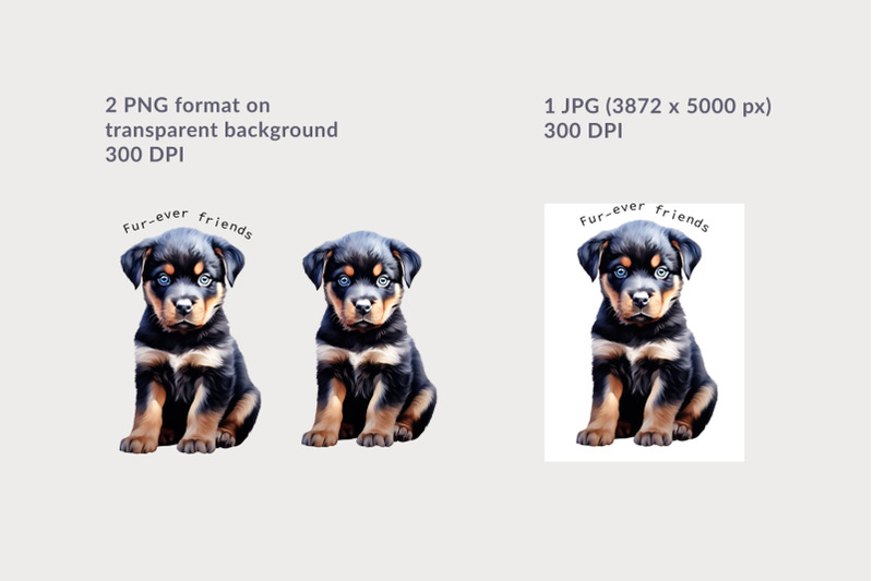 rottweiler-puppy-nbsp-sublimation