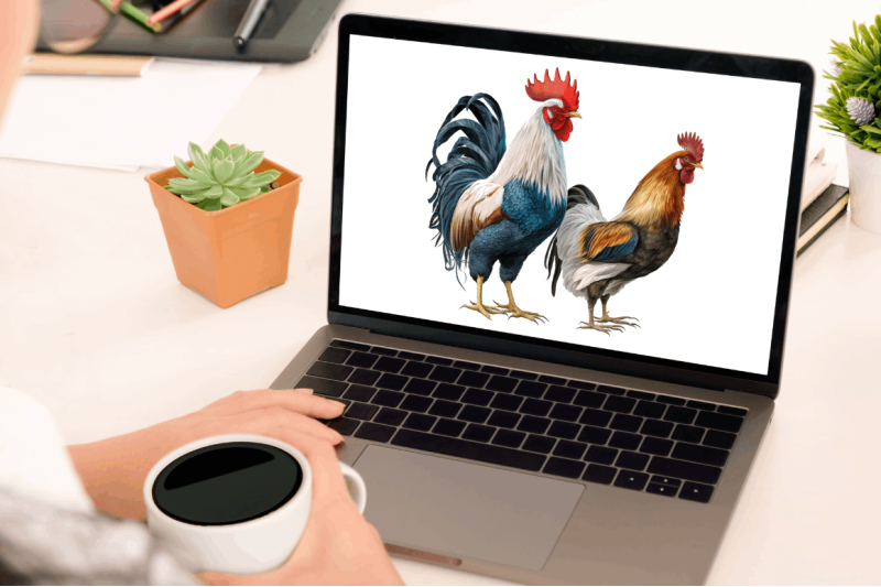 watercolor-hens-and-roosters-clipart-bundle