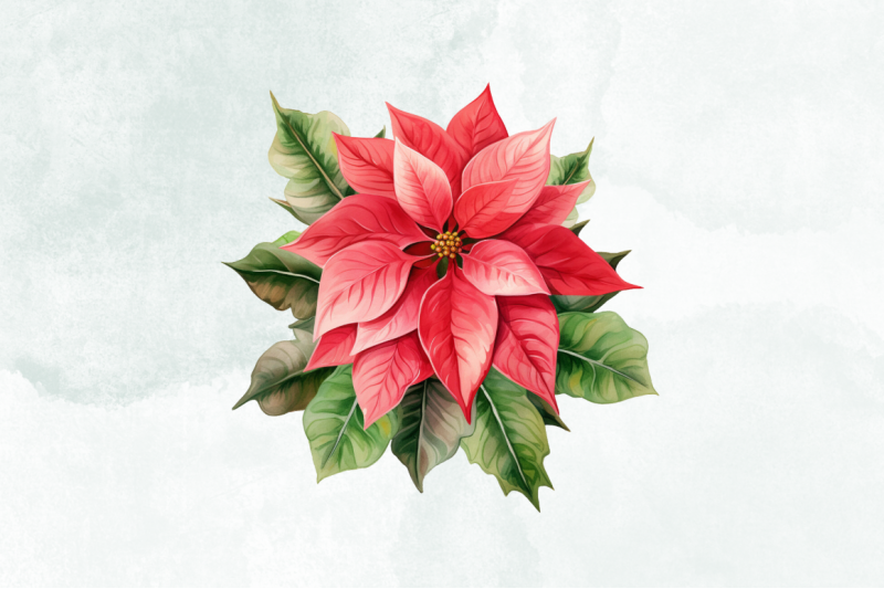 poinsettias-flower-watercolor-clipart