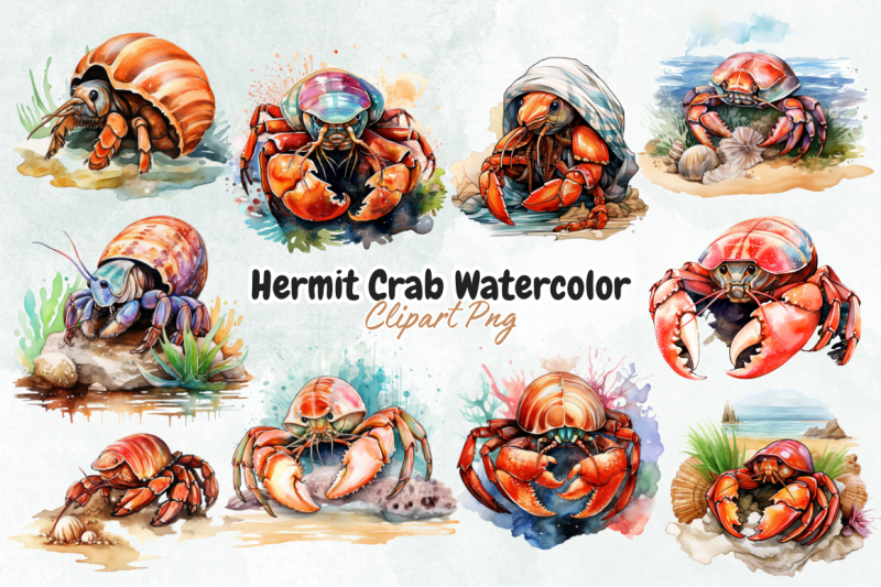 hermit-crab-watercolor-sublimation