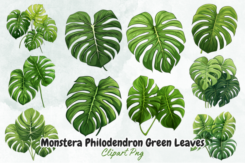 monstera-philodendron-green-leaves