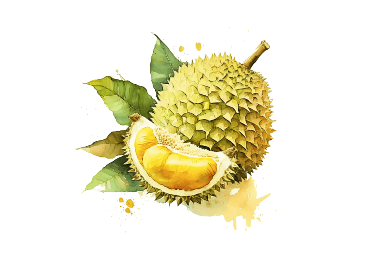 watercolor-durian-clipart-bundle