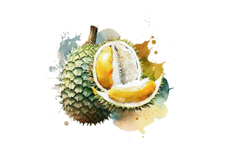 watercolor-durian-clipart-bundle