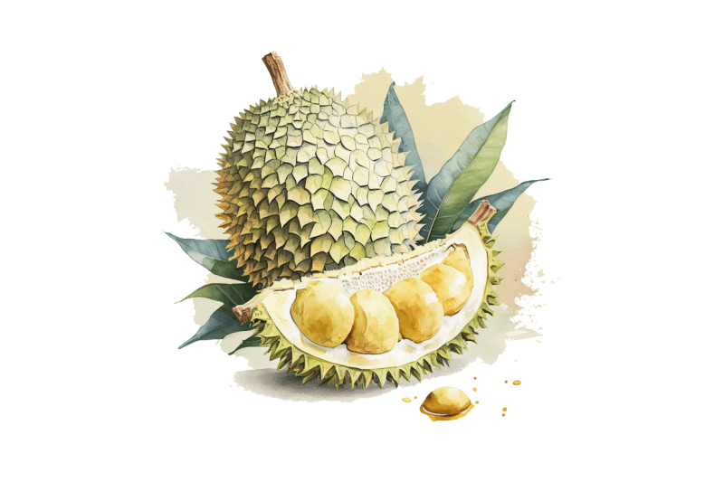 watercolor-durian-clipart-bundle