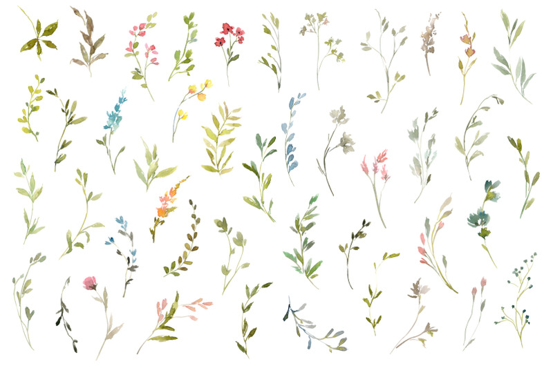 watercolor-wildflowers-herbs-flowers