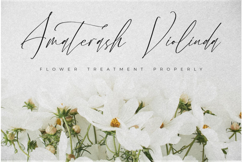 velodicals-holysmith-luxury-script-font