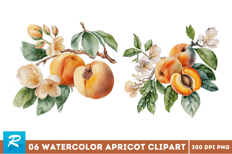 watercolor-apricot-clipart-bundle