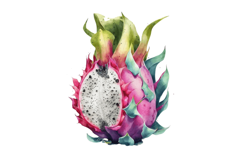 watercolor-dragon-fruit-clipart-bundle