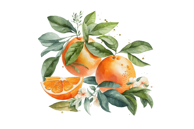 watercolor-oranges-clipart-bundle