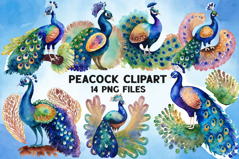 watercolor-peacock-clipart-bundle-design