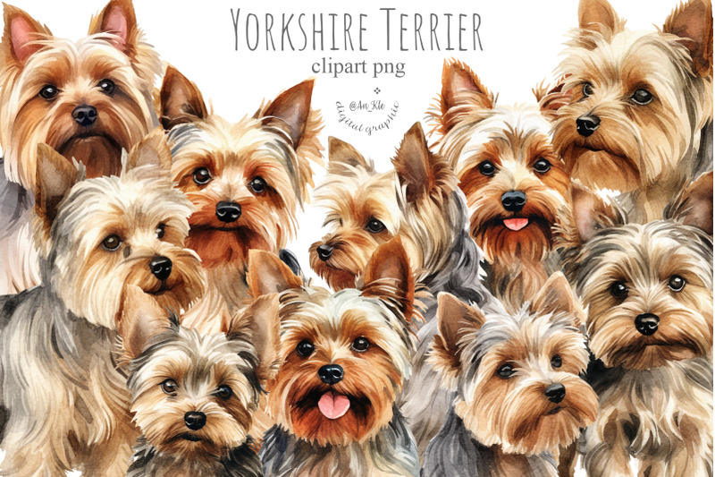 yorkshire-terrier