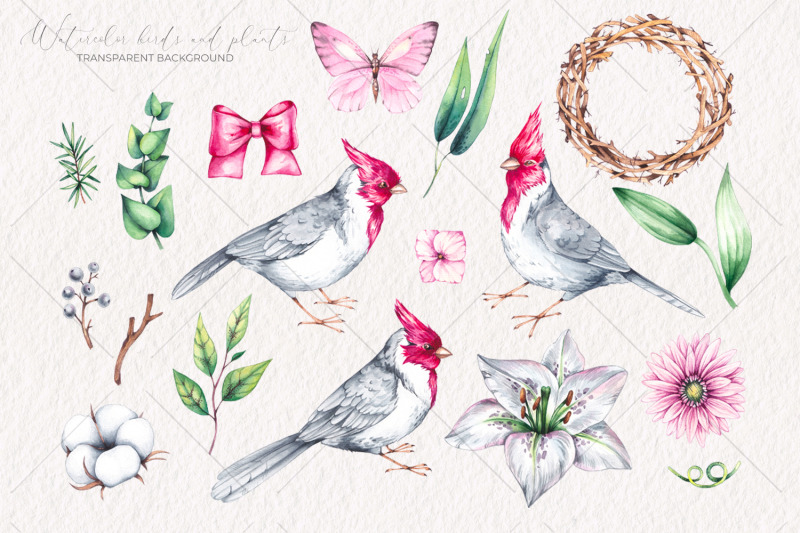watercolor-cardinal-birds-clipart-png