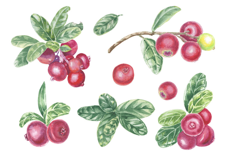 watercolor-lingonberry-cranberry-clipart