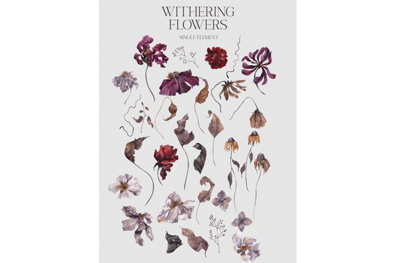 withering-flowers-floral-collection