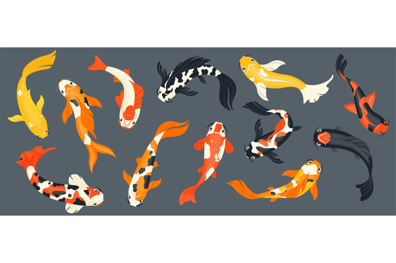 koi-fish-collection-exotic-asian-goldfish-colorful-traditional-carp