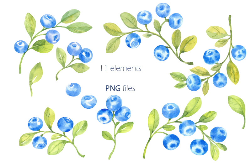 blueberries-watercolor-clipart