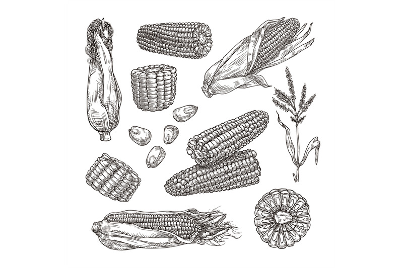 sketch-corn-vintage-hand-drawn-maize-vegetable-engraving-styled-plan