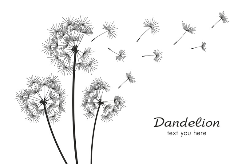 dandelion-pattern