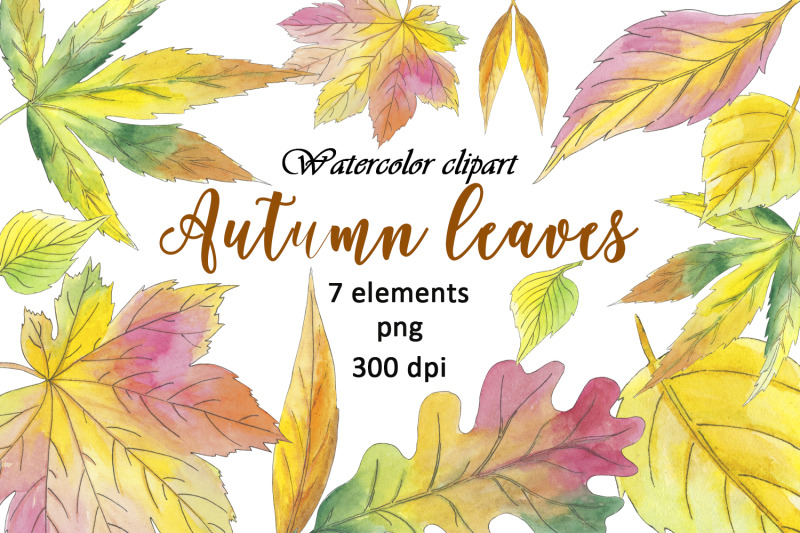 leaves-autumn-watercolor-clipart-maple-aspen-oak-willow-leaf