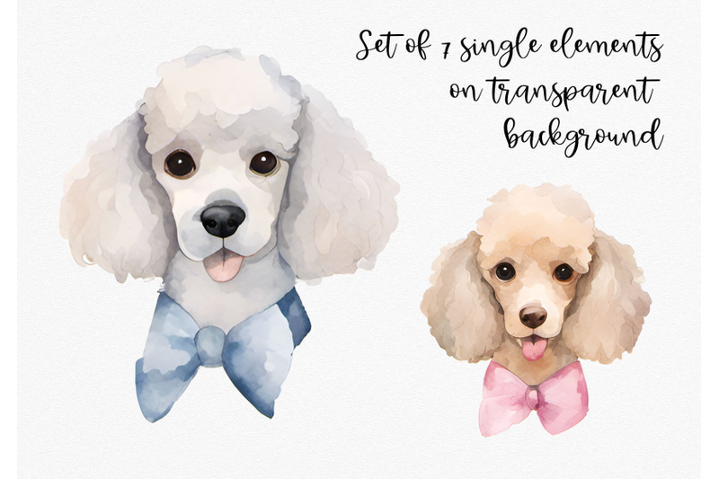 watercolor-poodle-clipart-set-of-7-png-graphics-on-transparent-backgr